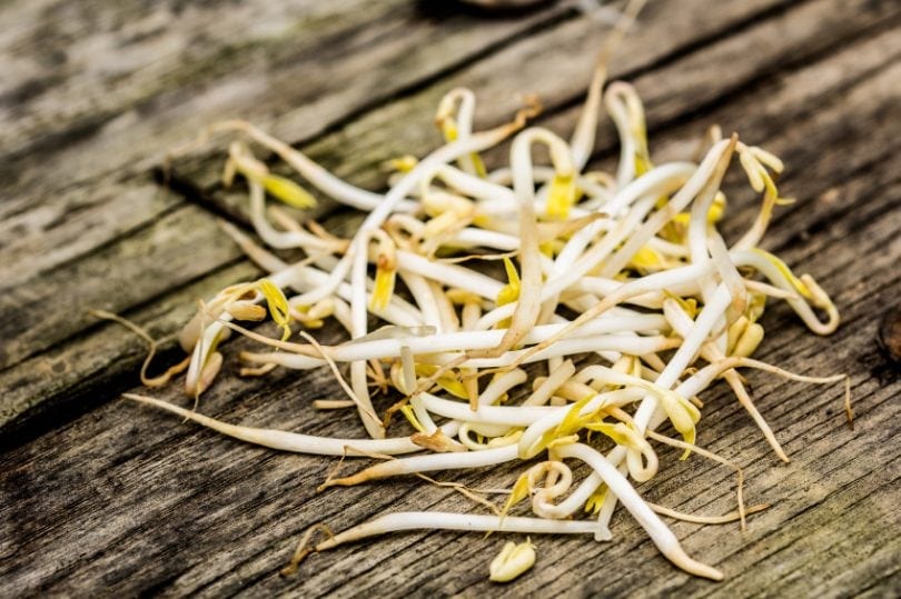 chinese bean sprouts